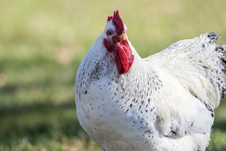 A selective focus shot of a funny roosterの写真素材