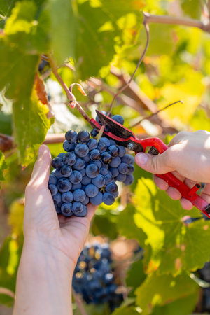 A vertical shot of a hand cutting a bunch of red grapes detail shot