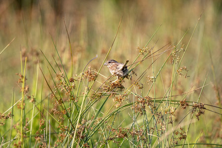 A selective focus shot of a field sparrow perched on plants in a field