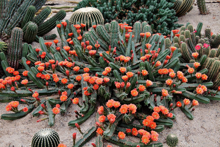 A closeup of Echinocereus polyacanthus flowers in the desert garden