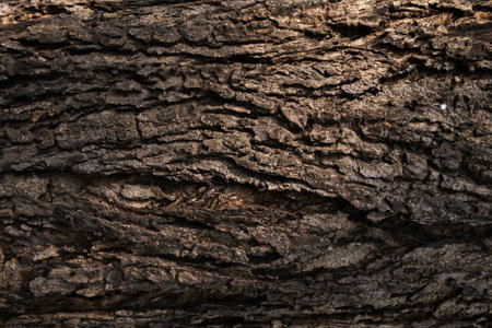 A closeup shot of a tree trunk