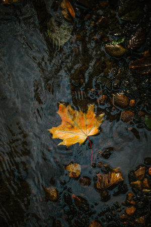 A vertical shot of stepping autumn leaf on the waterの写真素材