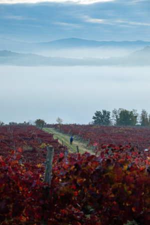 A vertical shot of the ripening vineyard on an autumn dayの写真素材