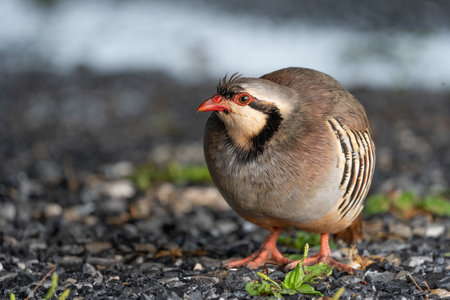 A beautiful wild chukar bird in the outdoors.の写真素材
