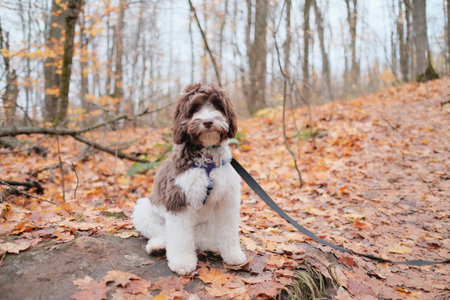 An adorable fluffy labradoodle posing in a forestの写真素材