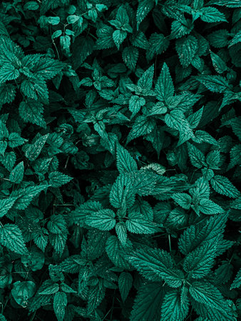 A vertical shot of bright green poison ivy leavesの写真素材