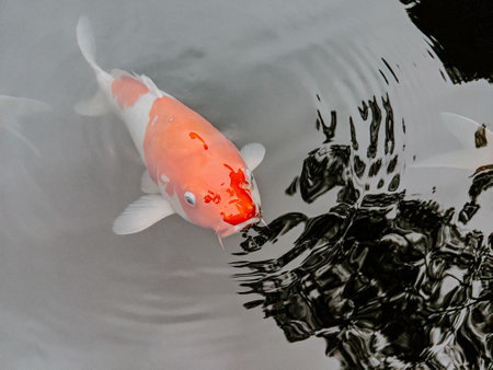 A closeup of koi fish - a colored variety of the Amur carpの写真素材