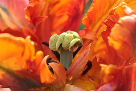 A soft focus of the stamen and pistil of an orange tulip blooming at a gardenの写真素材
