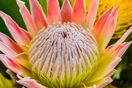A closeup shot of beautiful king protea fynbos flowers in a pondの写真素材