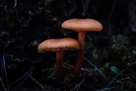 A closeup shot of growing mushrooms in the forestの写真素材