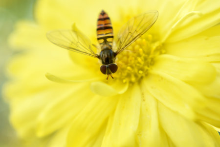 A selective focus shot of a hoverfly on a blooming yellow flowerの写真素材