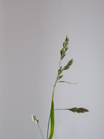 A vertical isolated shot of a green plant on a white backgroundの写真素材