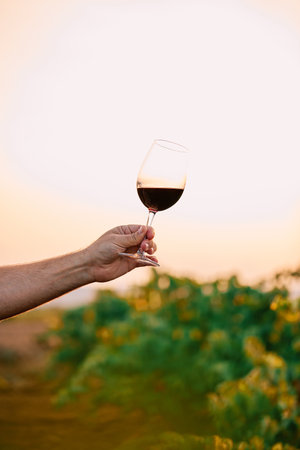 A vertical shot of a person holding a glass of wine in the vineyard under the sunlightの写真素材