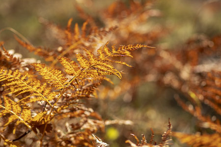 A selective focus shot of beautiful branches of autumn treeの写真素材