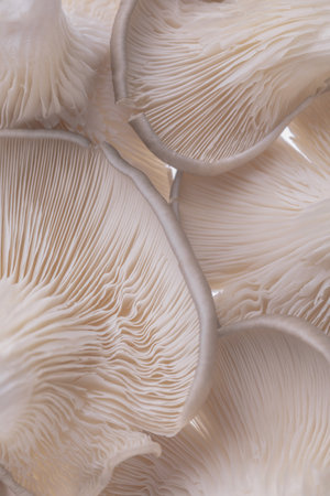 A vertical shot of the gills of edible mushroomsの写真素材