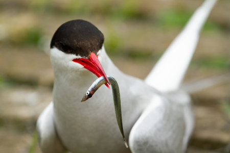 An Arctic tern (Sterna paradisaea) bird with fish for breeding  in Englandの写真素材