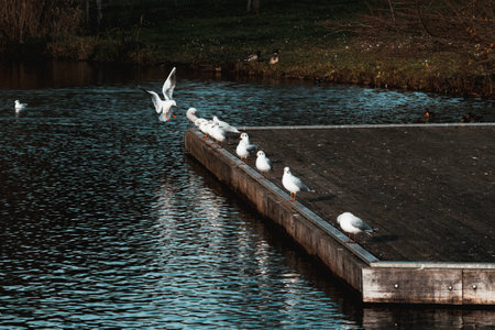Adorable gulls standing in a line on a wooden surfaceの写真素材