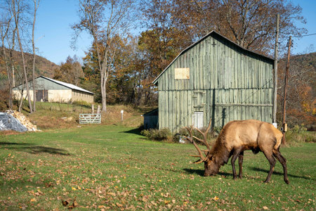 A  brown elk in a beautiful grassy land with trees in the backgroundの写真素材