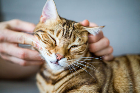 A closeup of a person petting a cute domestic Bengal cat on the sofaの写真素材