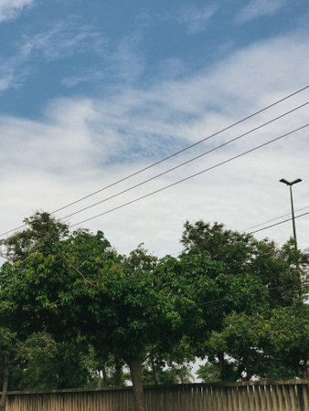 A vertical shot of powerlines and trees on the street