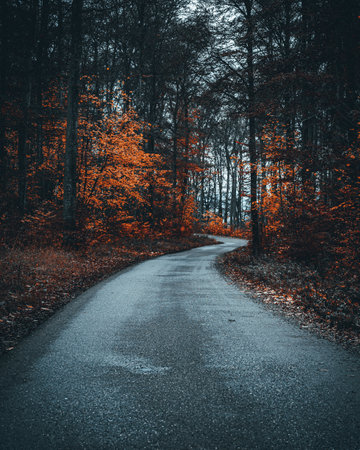A vertical shot of a road surrounded by a forest in autumn on a gloomy day - perfect for wallpapersの写真素材