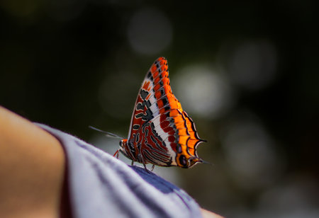 A closeup shot of an Apatura on a person's shoulderの写真素材