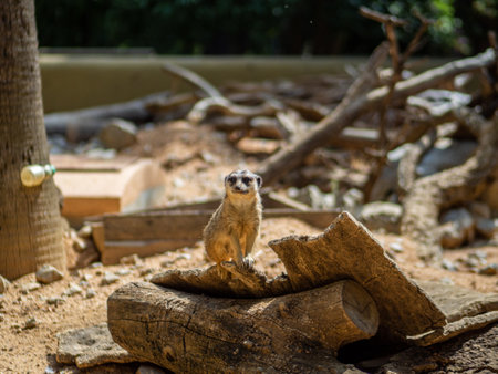 An adorable suricate in a zooの写真素材