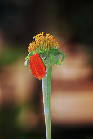 A selective focus shot of a Red sunflowerの写真素材
