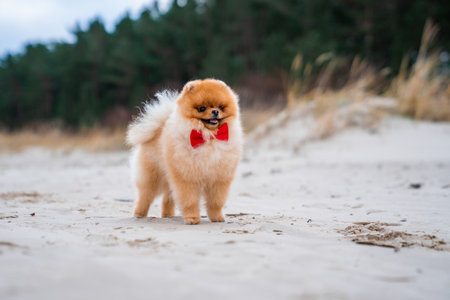 An adorable pomeranian spitz dog with a red bow having fun and running on the beachの写真素材