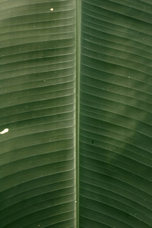 A vertical shot of a green leaf with stripes - perfect for backgroundの写真素材