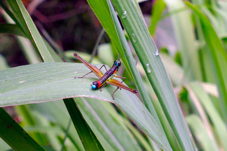 Insect Similar to a Colored Grasshopper or Cricket, of Various Colorsの写真素材