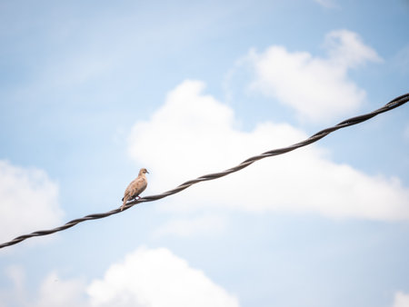 Pigeon Posing on a Electric Cable in a Clear Dayの写真素材