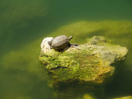 A closeup shot of a cute turtle on a mossy rockの写真素材