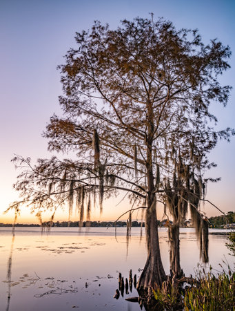 Long exposure lake side photograph buy a still lake in Winter Park, FL.の写真素材