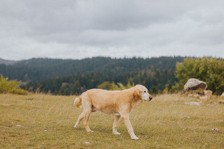 A selective focus shot of a brown golden retriever walking on the field