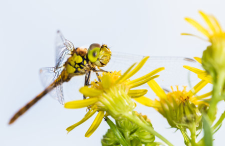 An amazing macro shot of a dragonfly on a flowerの写真素材