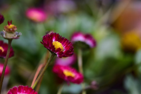 A closeup shot of beautiful dried wildflowers in a forestの写真素材
