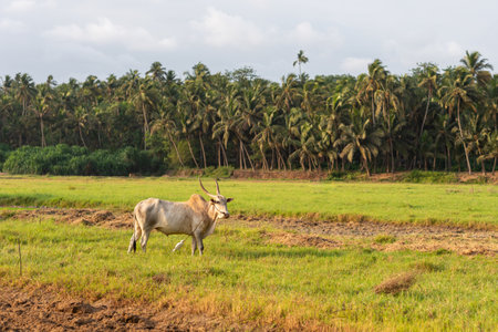 A white bovine ox grazing in an agricultural field in Goa, Indiaの写真素材