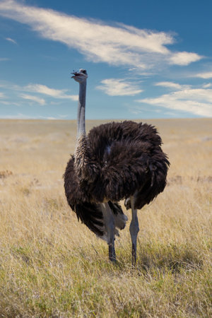 A vertical shot of ostrich on the fieldの写真素材