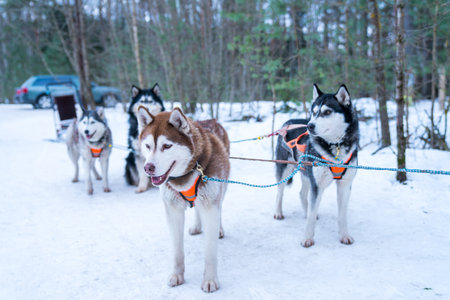 A selective focus closeup of a group of husky sled dogs in the snowの写真素材