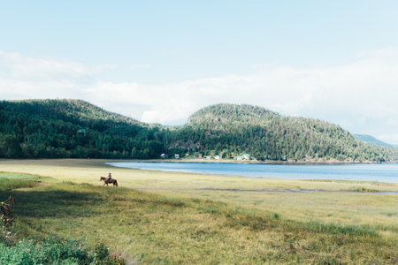 a horse in a beautiful landscape near a lake in  Saguenay, Quebecの素材 [FY310206741585]