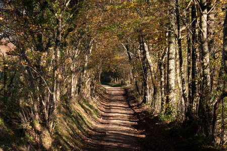 Rocky road leading to a forest.
Chemin rocailleux de sous-bois. 
Morvan, Burgundy, France.の写真素材