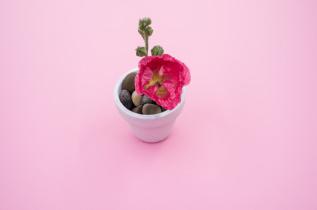 A high angle shot of a pink carnation flower in a small flower pot, placed on a pink surface, with space for textの写真素材
