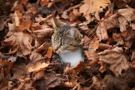 A view of a gray cat hidden with dried leavesの写真素材