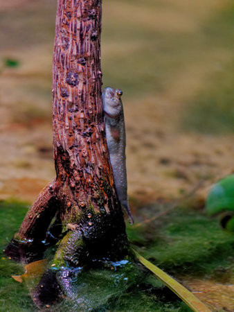 A vertical shot of an Atlantic mudskipper fish on a tree trunk surfaceの写真素材