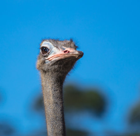 A closeup shot of ostrich head against a blue backgroundの写真素材