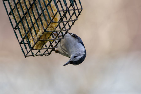 A selective focus shot of a white-breasted nuthatch perched on the feederの写真素材
