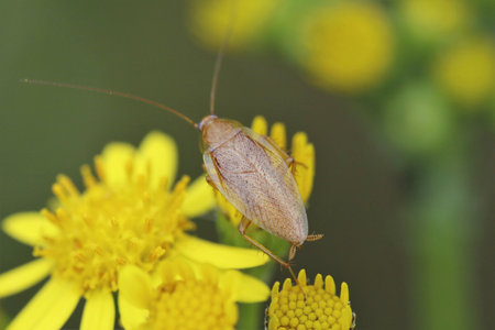 Macro shot of the german cockroach (Blattella germanica), a small species of cockroach of the family Ectobiidae.の写真素材