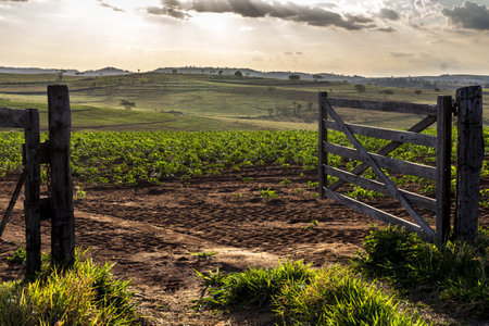 A beautiful shot of the wooden gate at the entrance to a cassava farm in the rural area in Brazilの写真素材