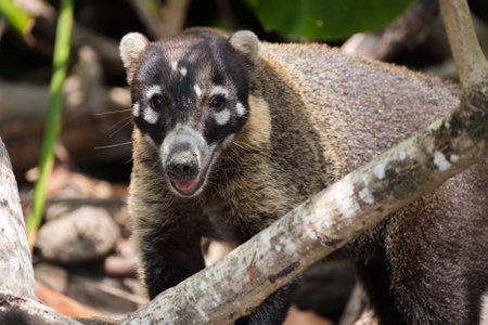 A closeup shot of White-nosed coati in Costa Rica